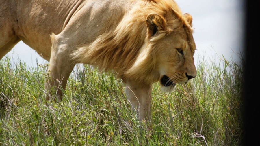 Lion at Serengeti National Park