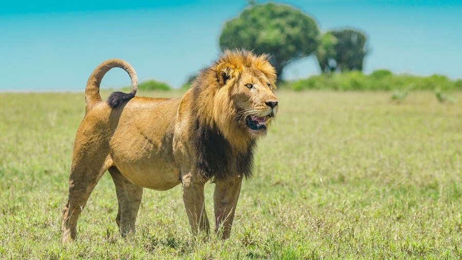 East African lion