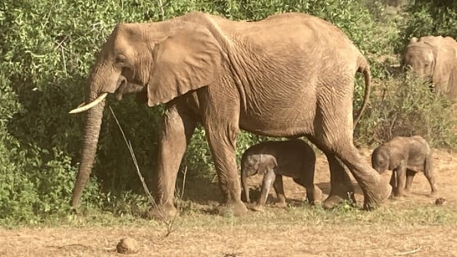 African bush elephants