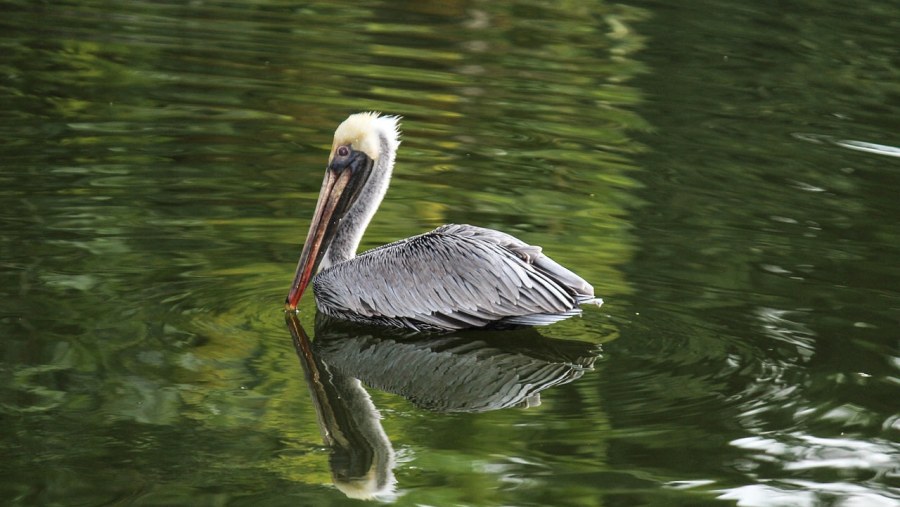 Pelican Bird Pond