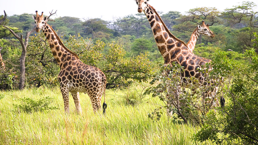 Spot Wild Giraffes