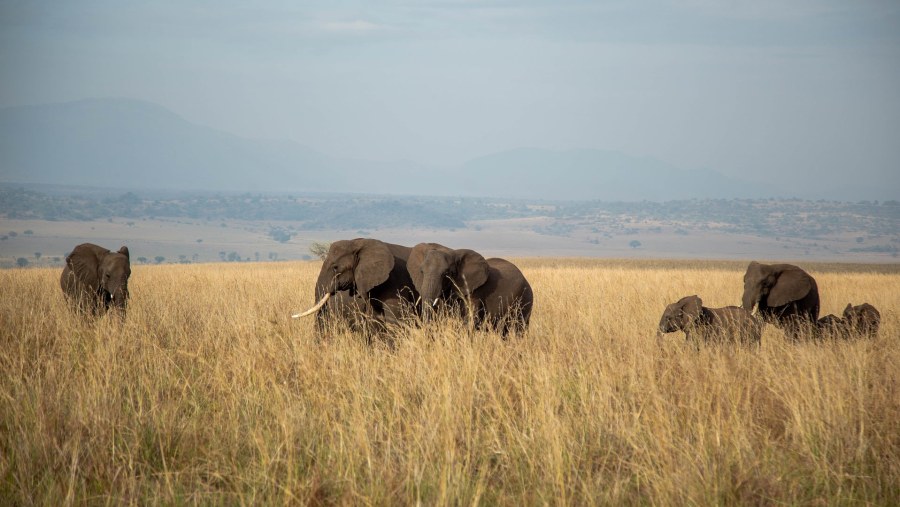 Elephants at Kidepo National Park