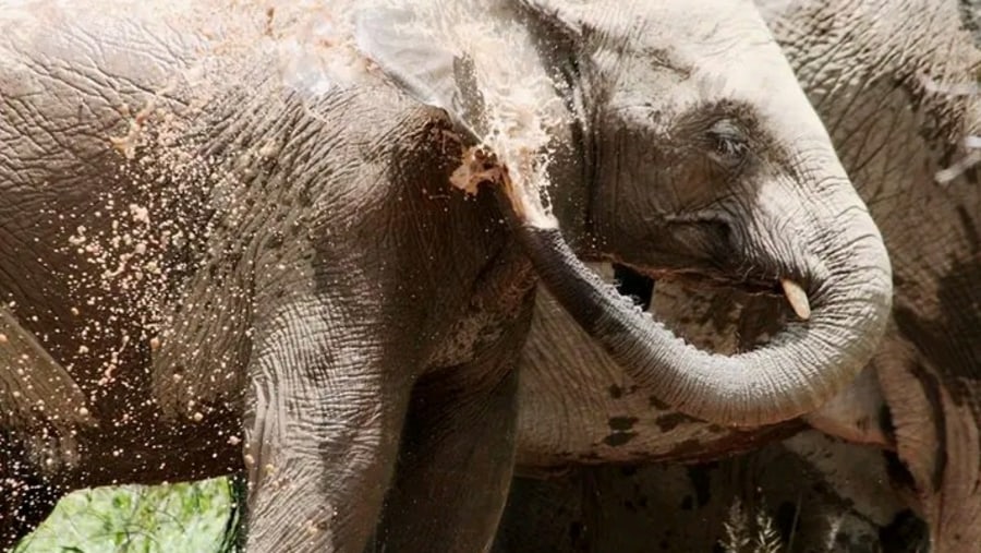 African bush elephants