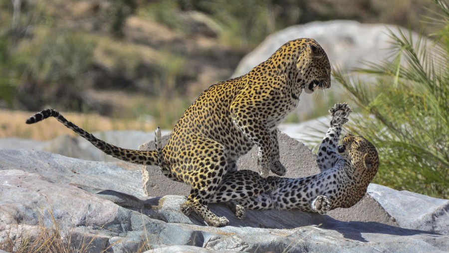 Pair of leopards at the National Park