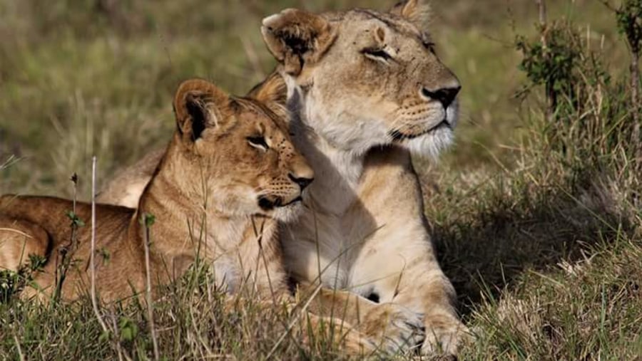 Lionesses in Meru park