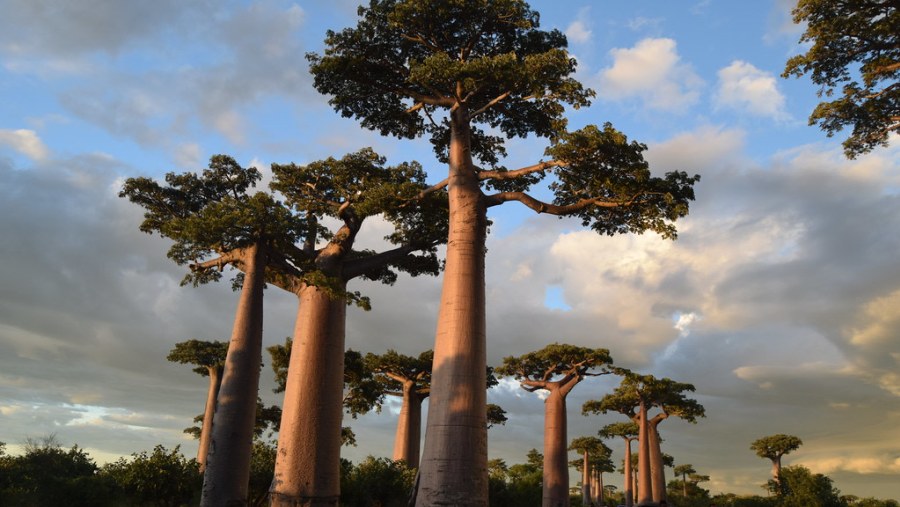 Morondava, Madagascar