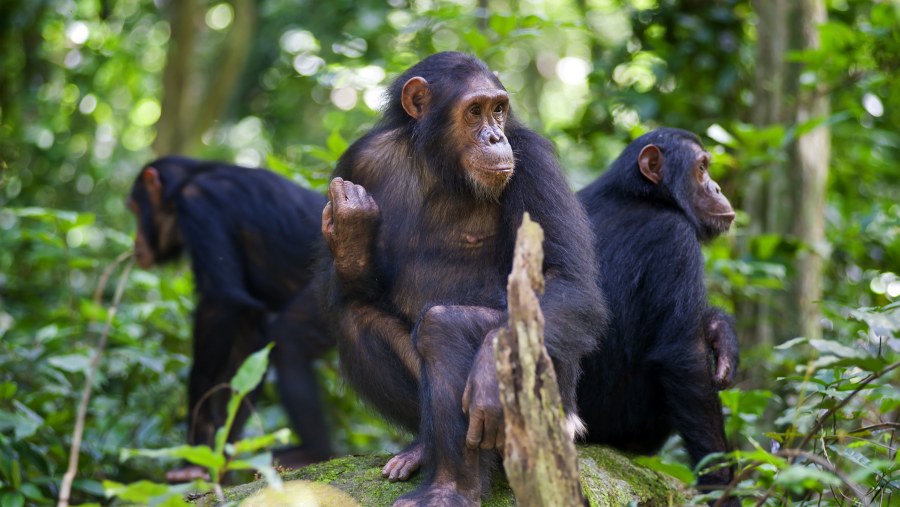 Chimpanzees