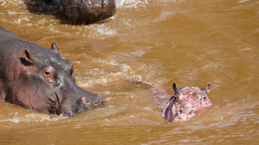 Hippos