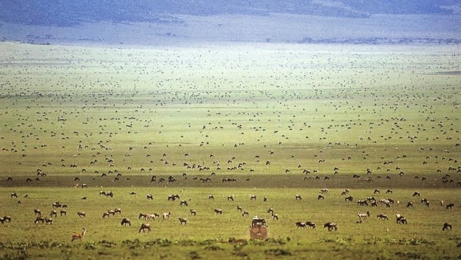 Great Wildebeests Migration
