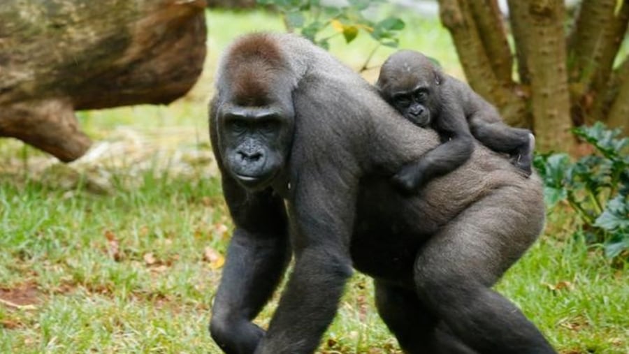 Gorilla Family 