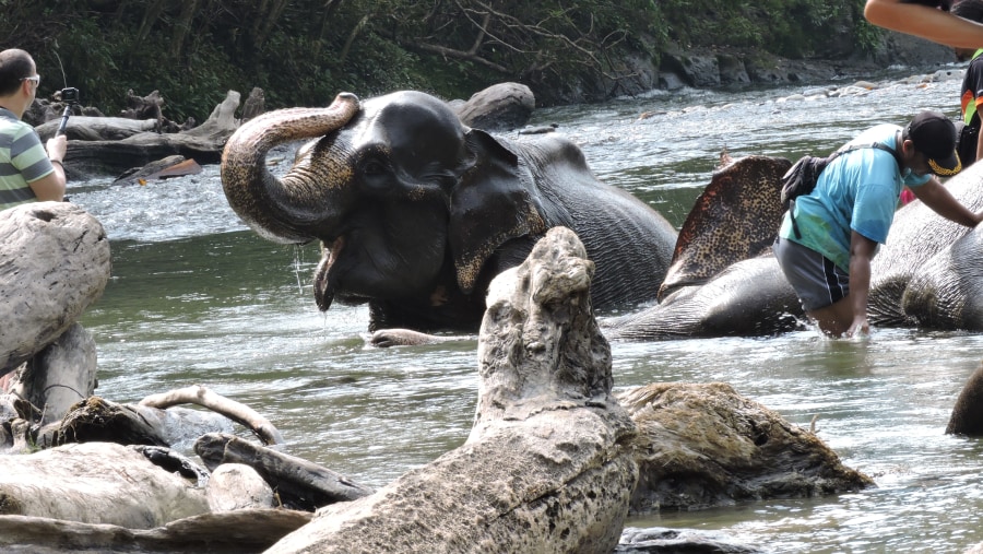 Wash Elephants, Tangkahan, Indonesia