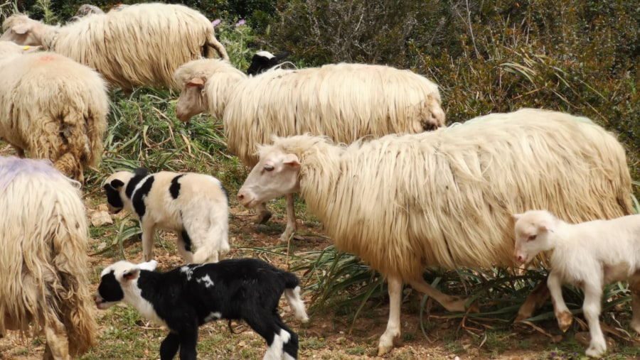 Sheeps in Olbia