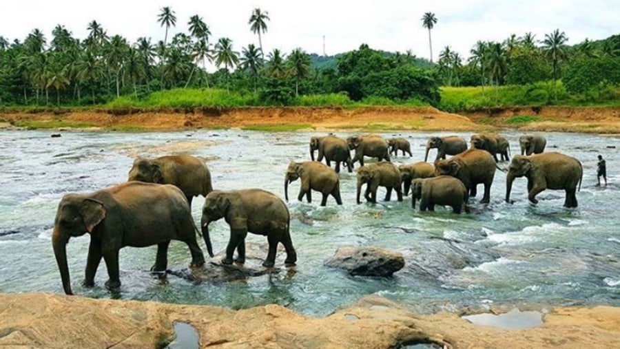 Pinnawala Elephant orphanage