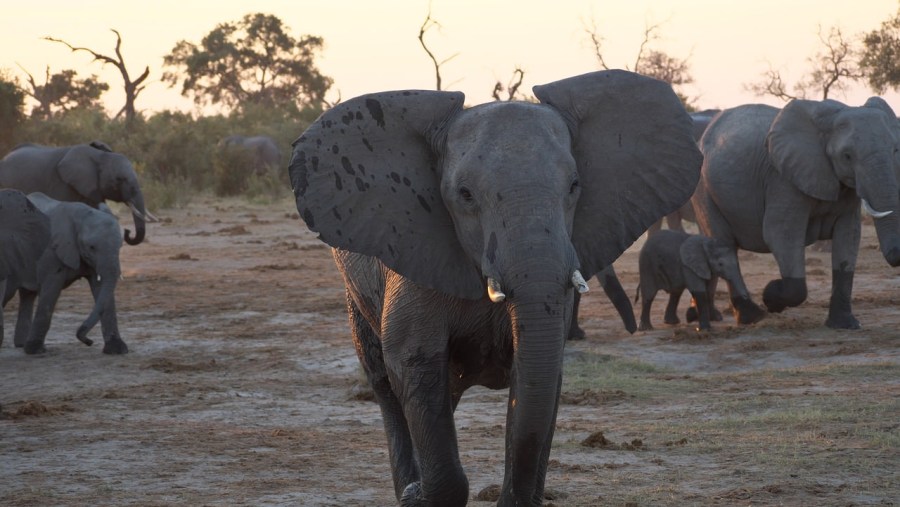 Elephants in Chobe National Park