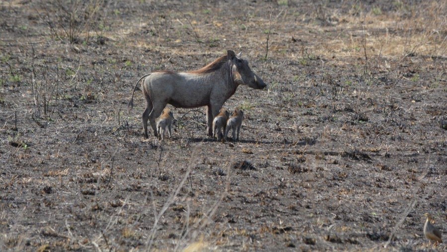 Wild Boars In Tarangire National Park, Tanzania