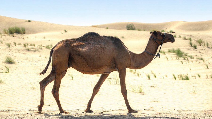 A Camel in Ashgabat