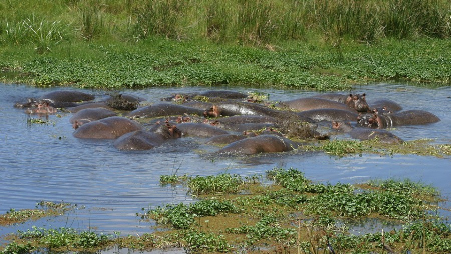 Hippos at Ngorongoro Conservation Area