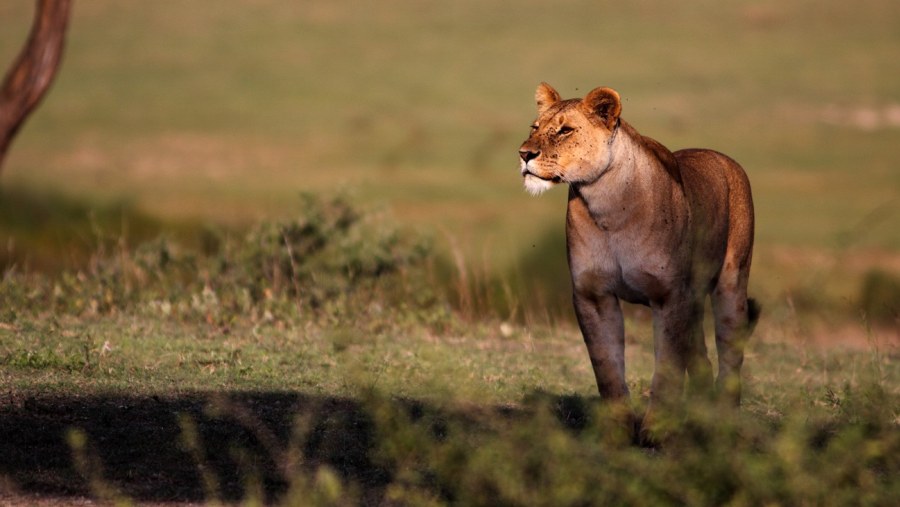 Lioness in Ngorongoro Crater, Tanzania