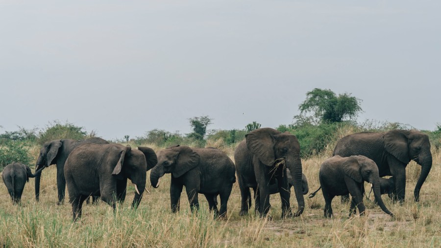 Elephants Grazing in Queen Elizabeth National Park