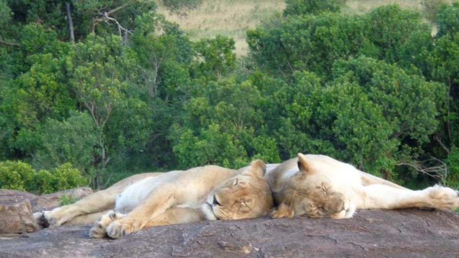 Lions in the wild