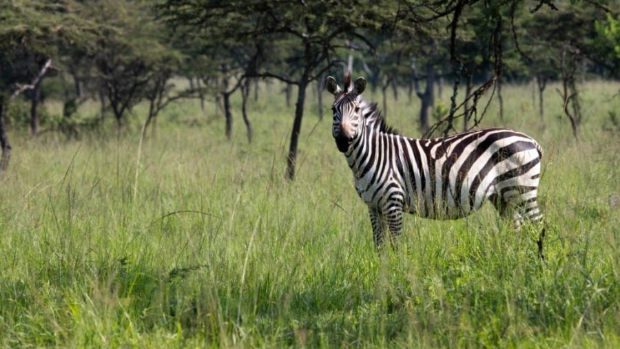 Zebras in Lake Mburo National park