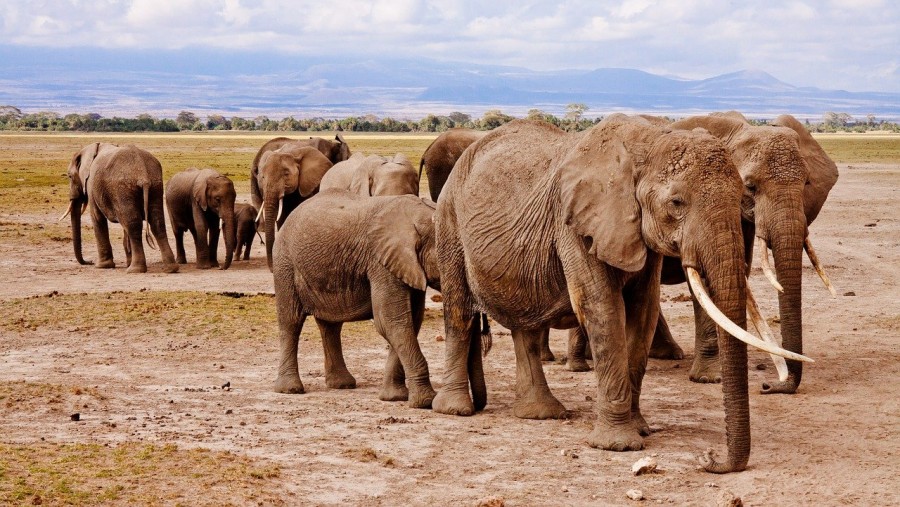 Buffelsfontein Game & Nature Reserve, South Africa