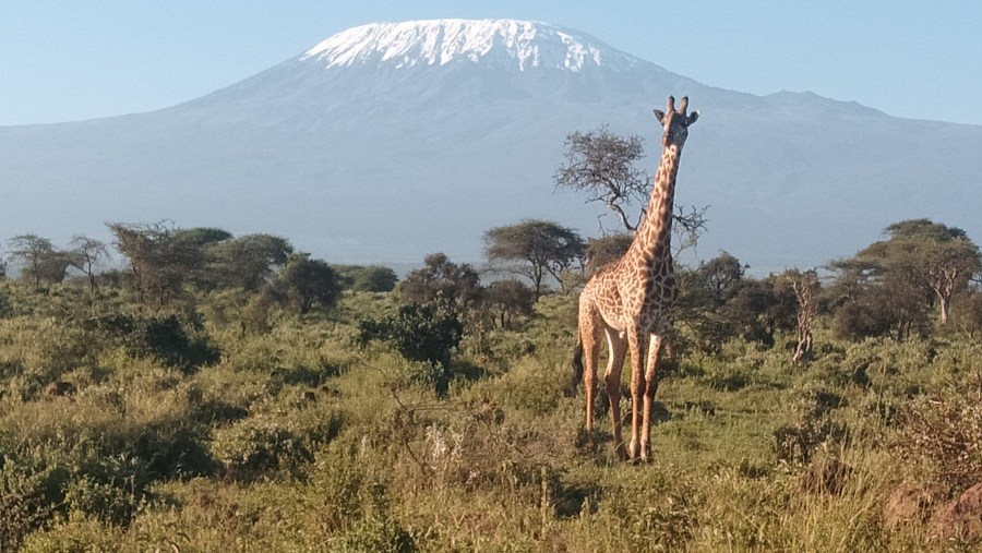 Giraffes at sight in Amboseli National Park