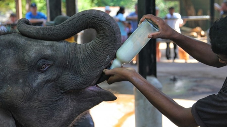 Feeding elephant