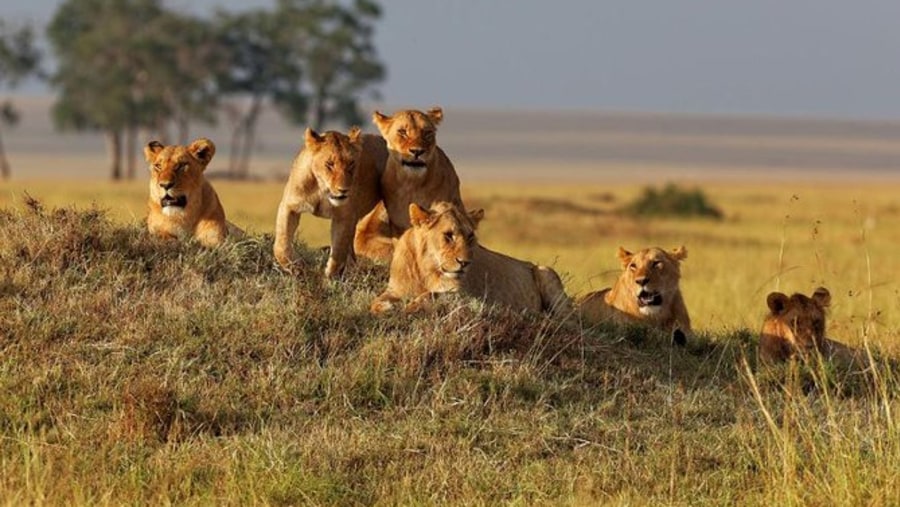 Ruaha National Park