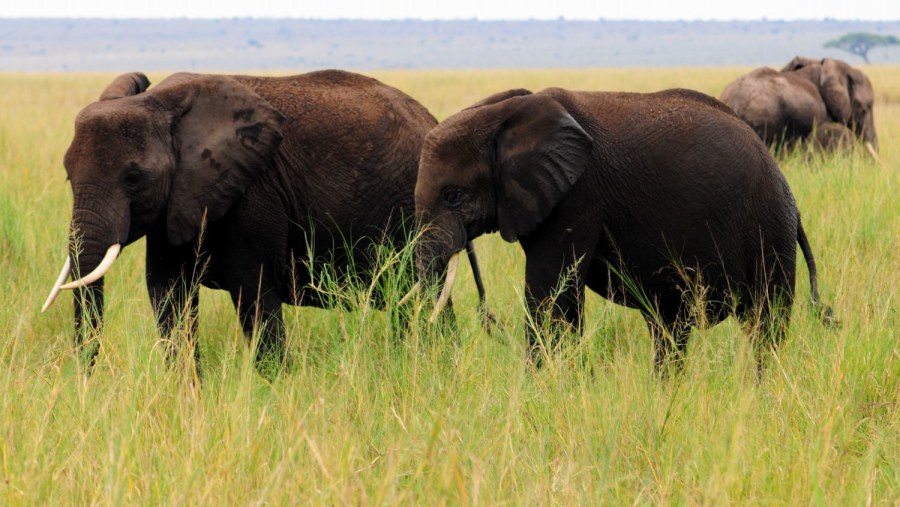 Amboseli Jumbos on parade grazing