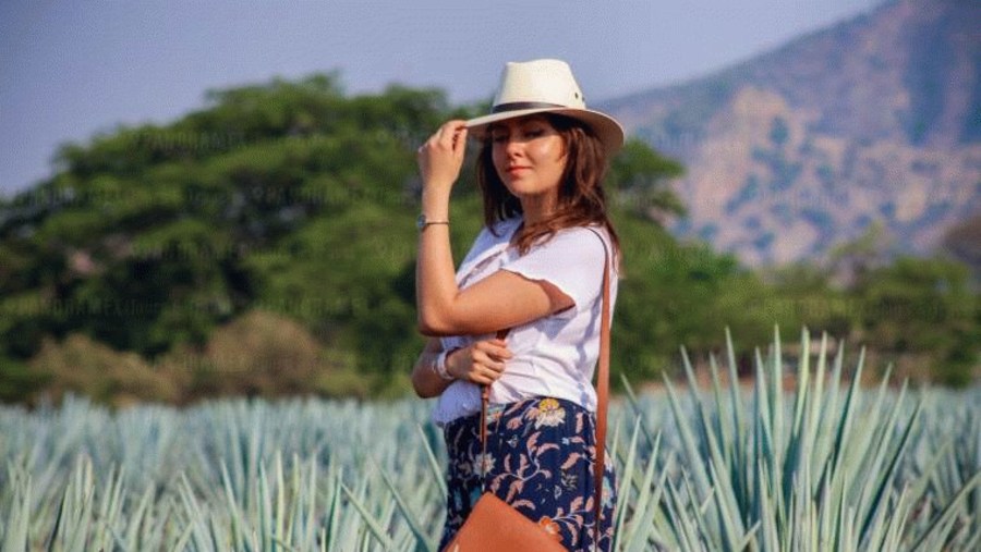 Blue Agave Fields