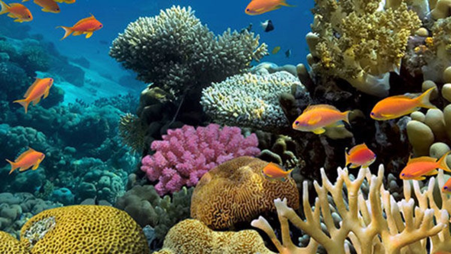 Hurghada - Red Sea Coral Reef