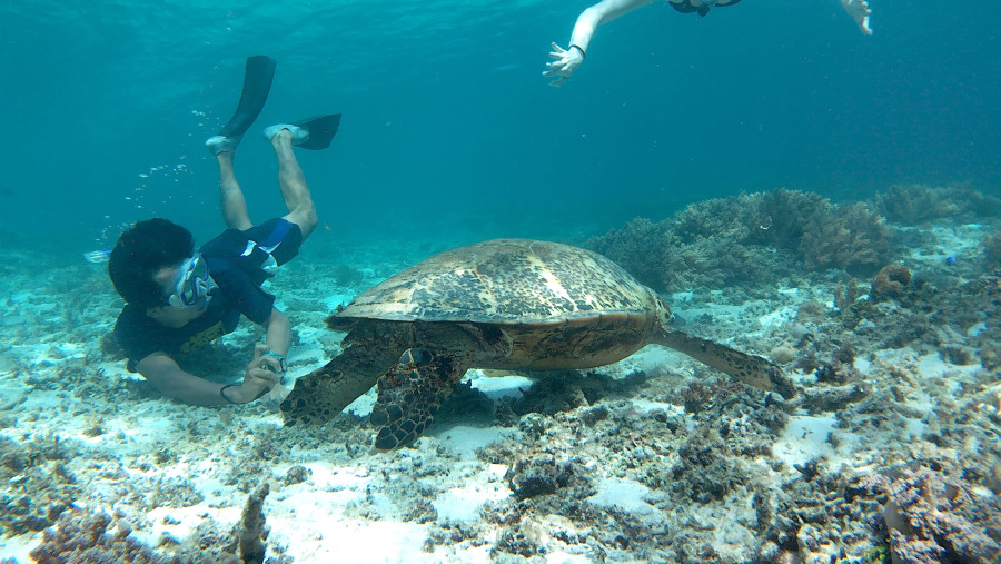 Underwater Turtles In Gili Islands