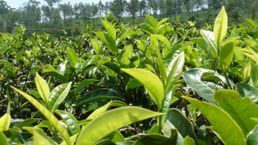 Tea leaves