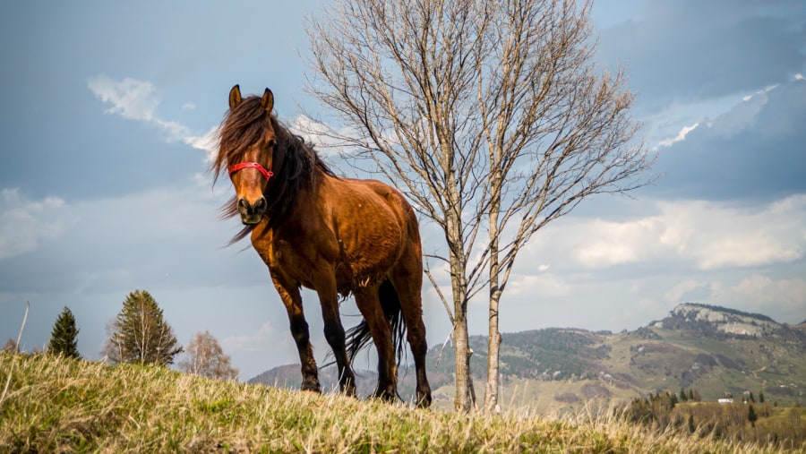 Take Pictures of Horses