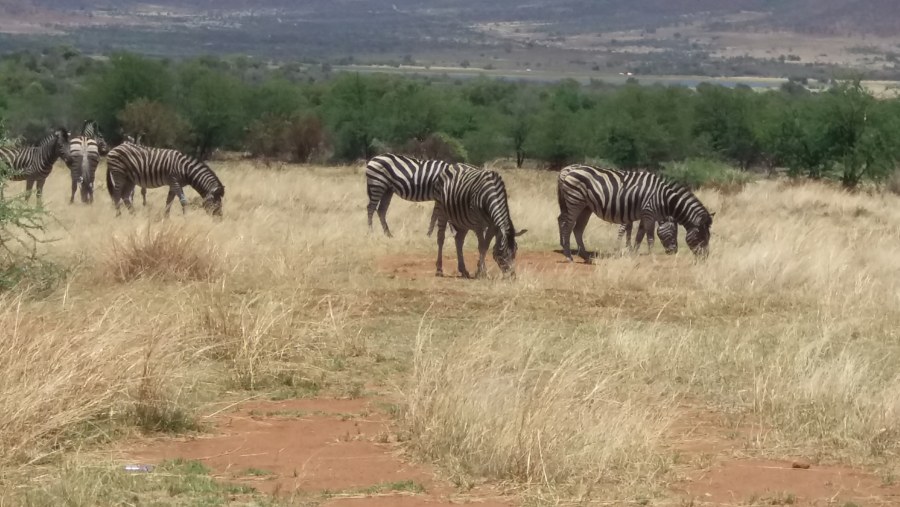 Zebras in Kruger National Park