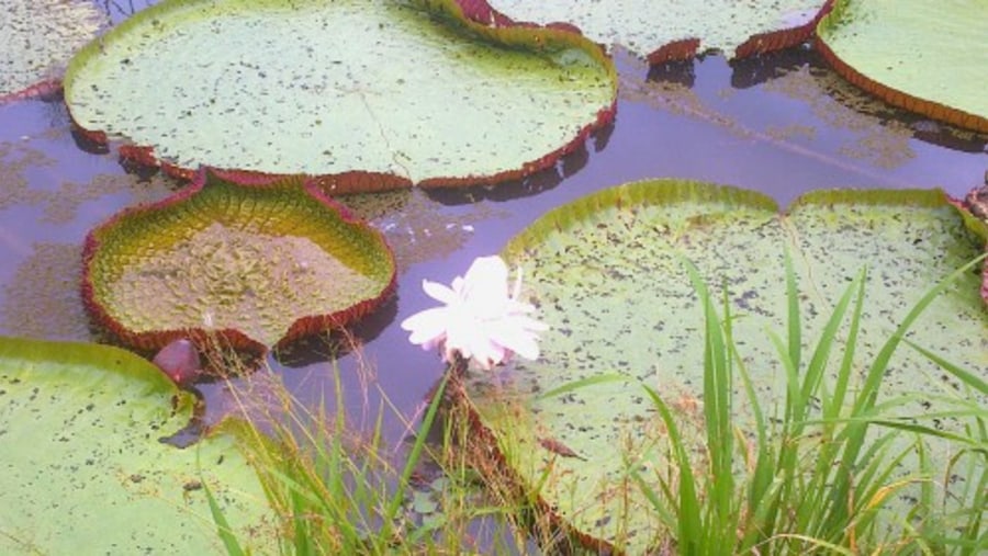 Flora in the amazon forest