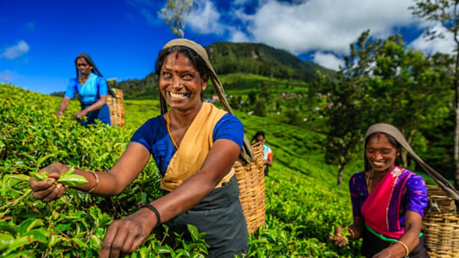 Sri Lanka tea plantations