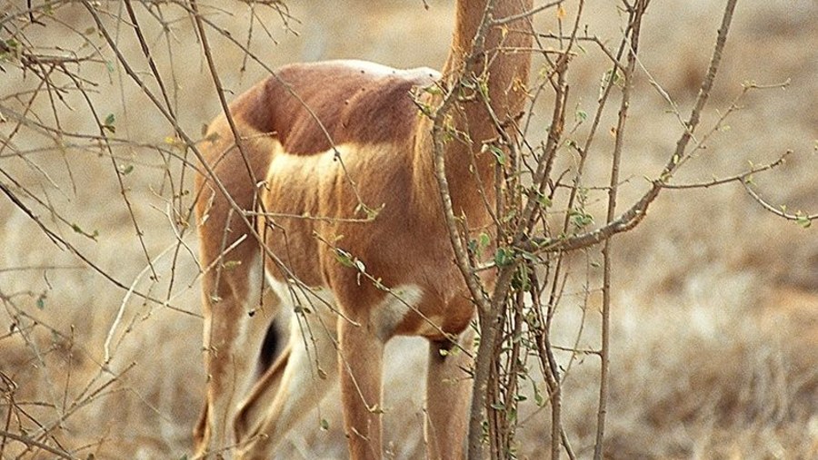 Gerenuk