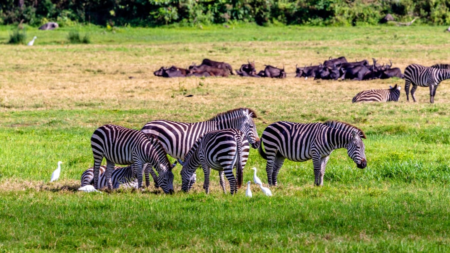 Zebras in Arusha National Park