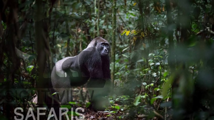 Meet the Gorillas at the Bwindi Impenetrable Forest, Uganda