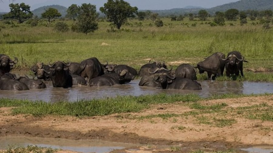 Wild Buffaloes in Selous Game Reserve