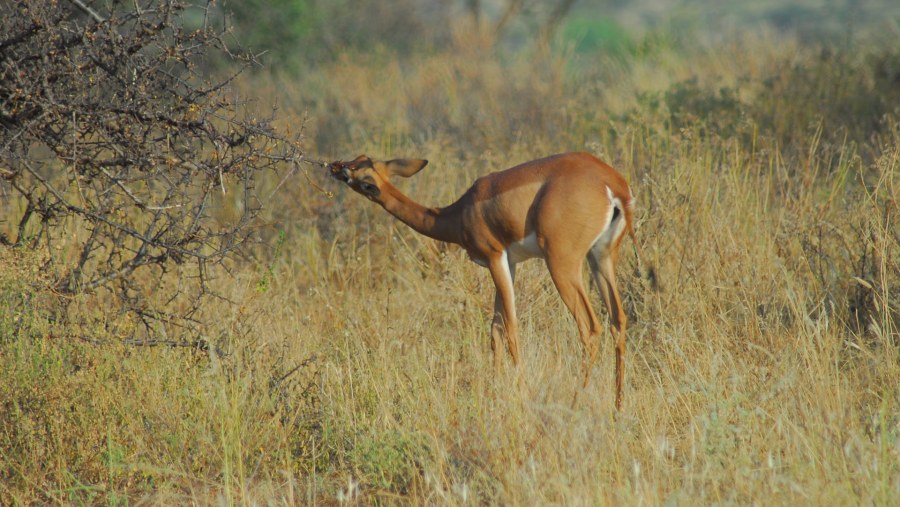 Gerenuk in Samburu