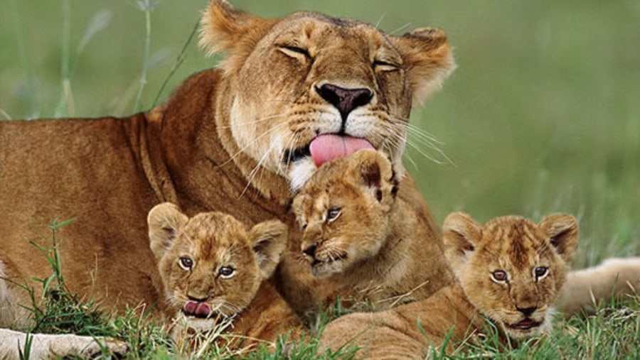 Lion Family at Masai Mara