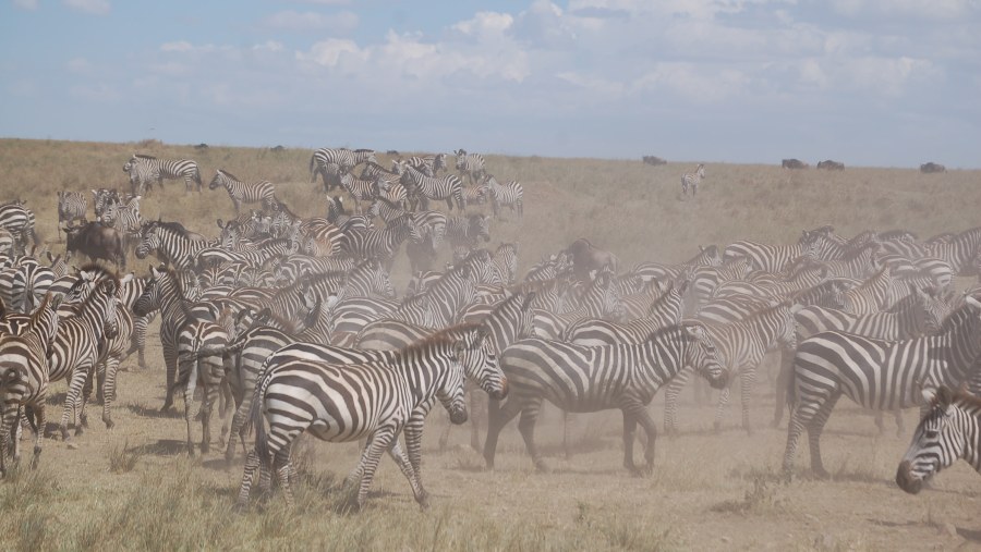 Herd of Zebras