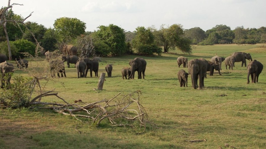 Herd of elephants in Minneriya National park