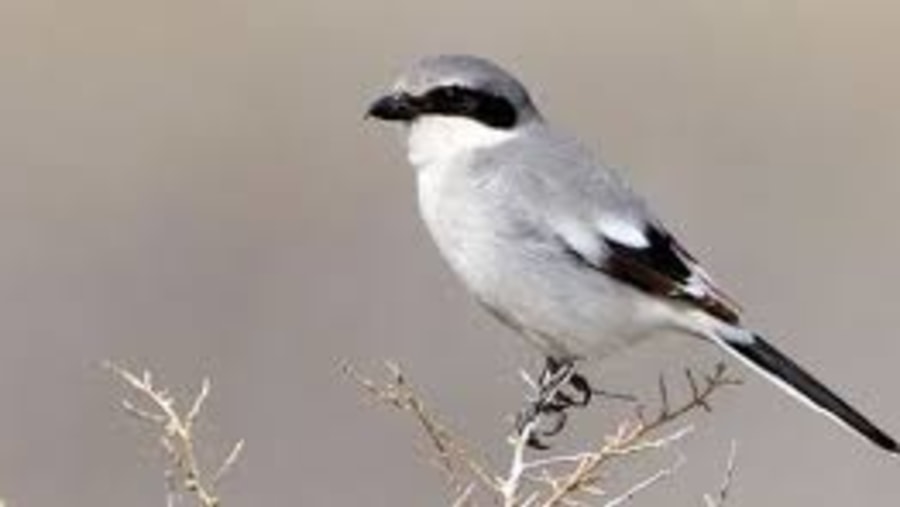 Bird-watching in Oman