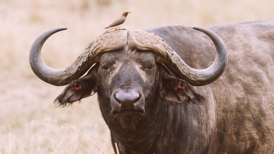 African buffalo