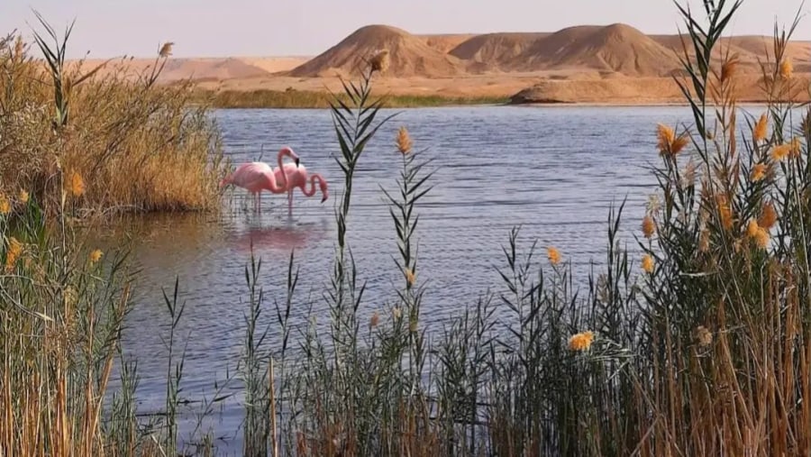 Lake of the Pink Flamingos