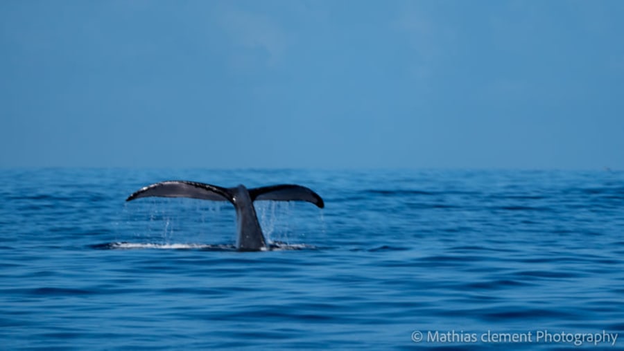 Whale Watching